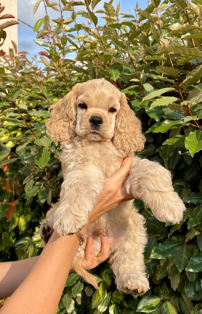 Waka Waka - American Cocker Spaniel - Portée née le 02/04/2023
